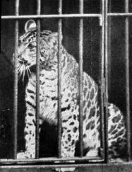 Pumapard, photographed in 1904