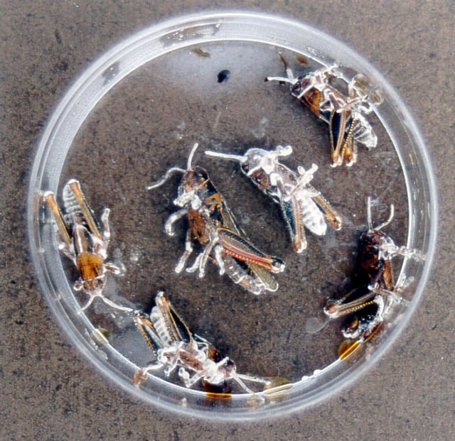 Grasshoppers killed by Beauveria bassiana