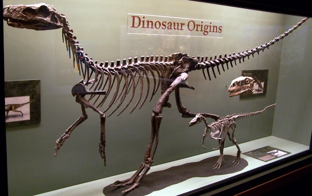 The early forms Herrerasaurus (large), Eoraptor (small) and a Plateosaurus