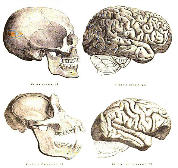 Human and chimpanzee skull and brain.