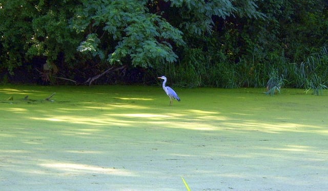 Grey heron in the Eastern Park