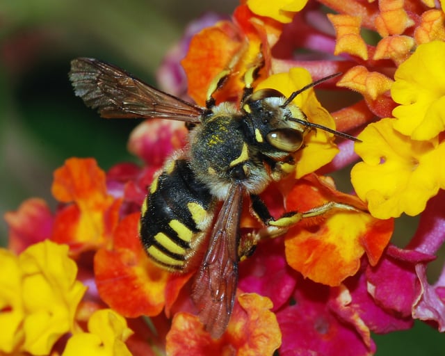 A solitary bee, Anthidium florentinum (family Megachilidae), visiting Lantana