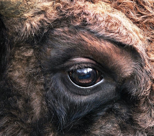 Eye of European bison