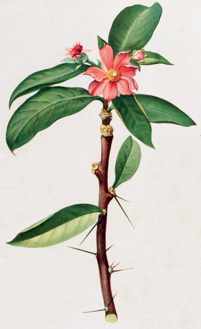 Pereskia grandifolia is weakly succulent, possesses leaves, and is thought similar to the ancestor of all cacti.