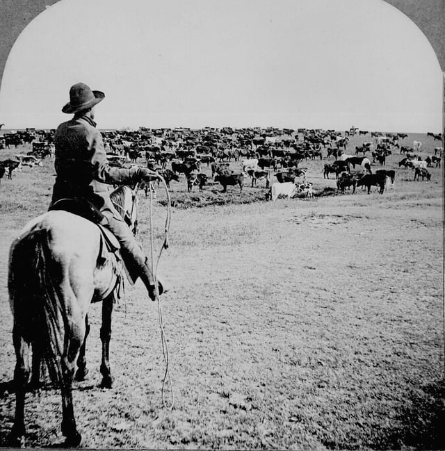 Cattle herd and cowboy, circa 1902