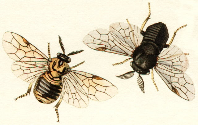 The pine sawfly Diprion pini is a serious pest of forestry.