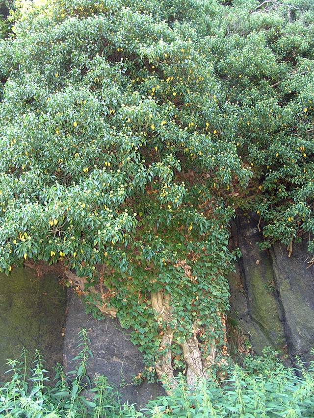 Ivy growing on a granite crag, Czech Republic.