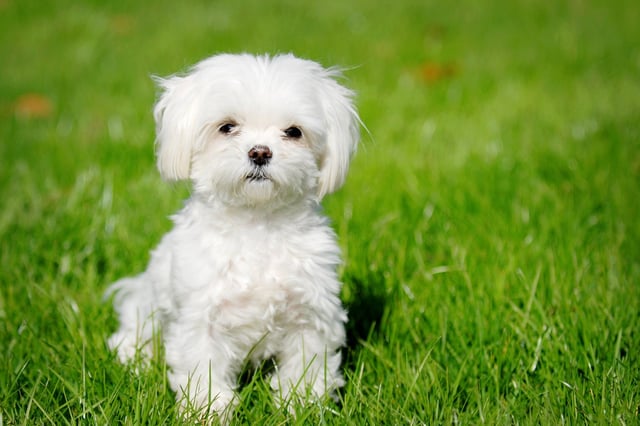 Maltese puppy