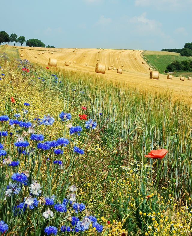 Summer field in Belgium (Hamois). The blue flowers are Centaurea cyanus  and the red are Papaver rhoeas