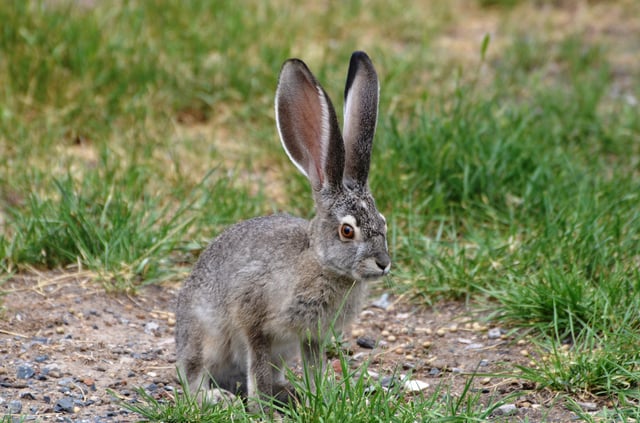 Rabbits use their large vascularized ears which aid in thermoregulation to keep their body temperature at an optimal level.