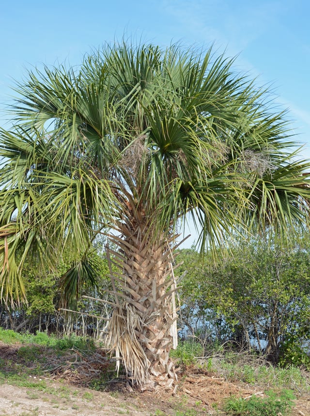 Sabal palm in the Canaveral National Seashore