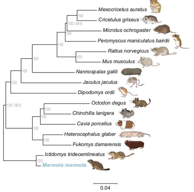 Reconstruction of the phylogenetic tree of Rodentia on the basis of their whole genomes