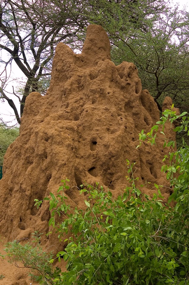Termite mounds with varied heights of chimneys regulate gas exchange, temperature and other environmental parameters that are needed to sustain the internal physiology of the entire colony.