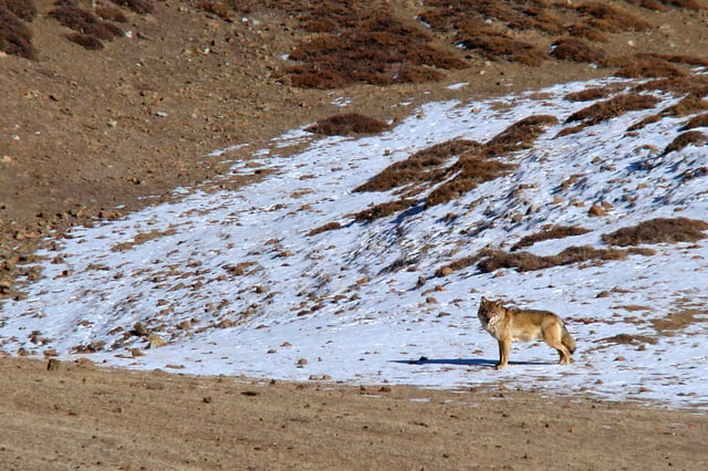 Wolf in mountainous habitat in Himachal Pradesh's Spiti Valley, India