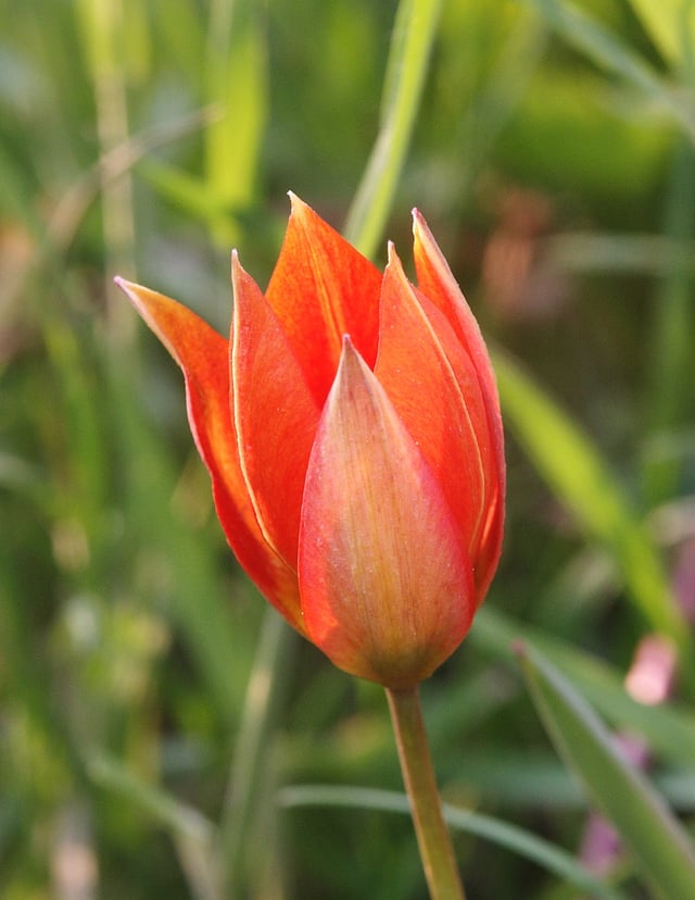 Cup-shaped flower of Tulipa orphanidea
