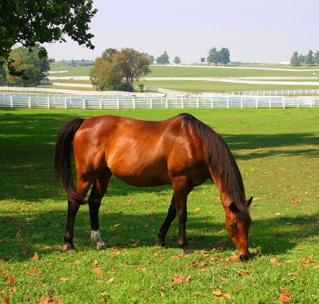 Lexington's strict urban growth boundary protects area horse farms from development.
