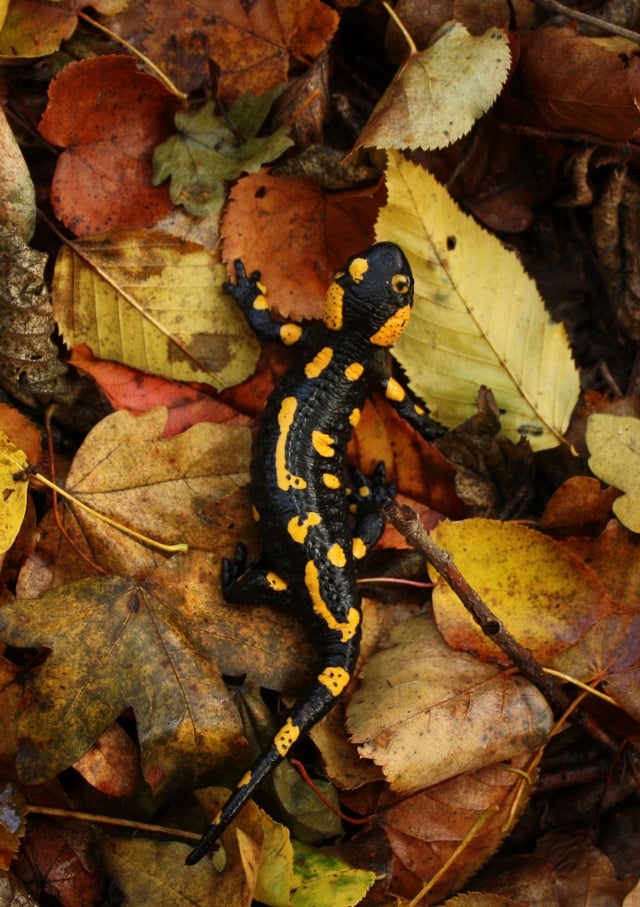 Fire salamander, a common amphibian in humid forests