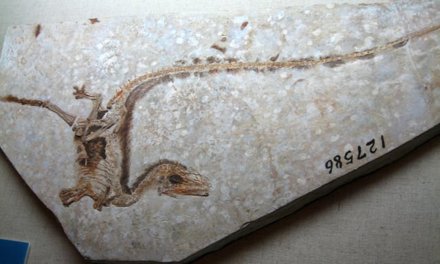 The feathers of Sinosauropteryx, a dinosaur with feathers, were used for insulation, making them an exaptation for flight.