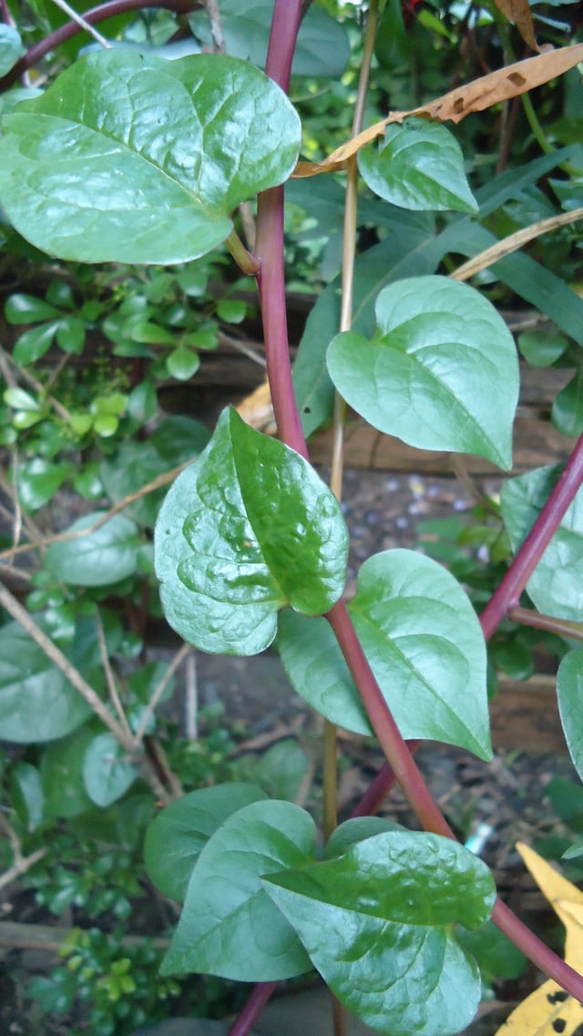 A variety of Basella alba with deep red and purple stems in the Philippines