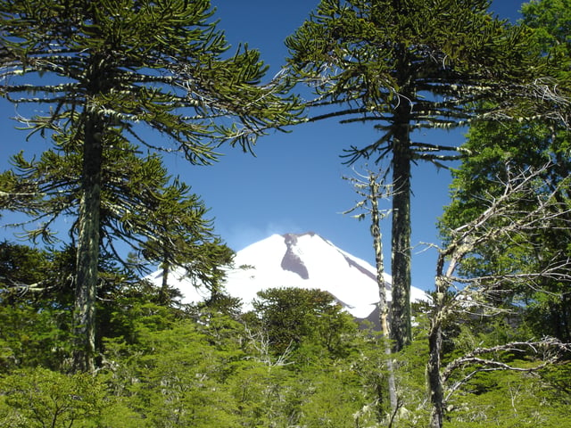 Although the first representatives of leafy trees and true grasses emerged in the Cretaceous, the flora was still dominated by conifers like Araucaria (Here: Modern Araucaria araucana in Chile).