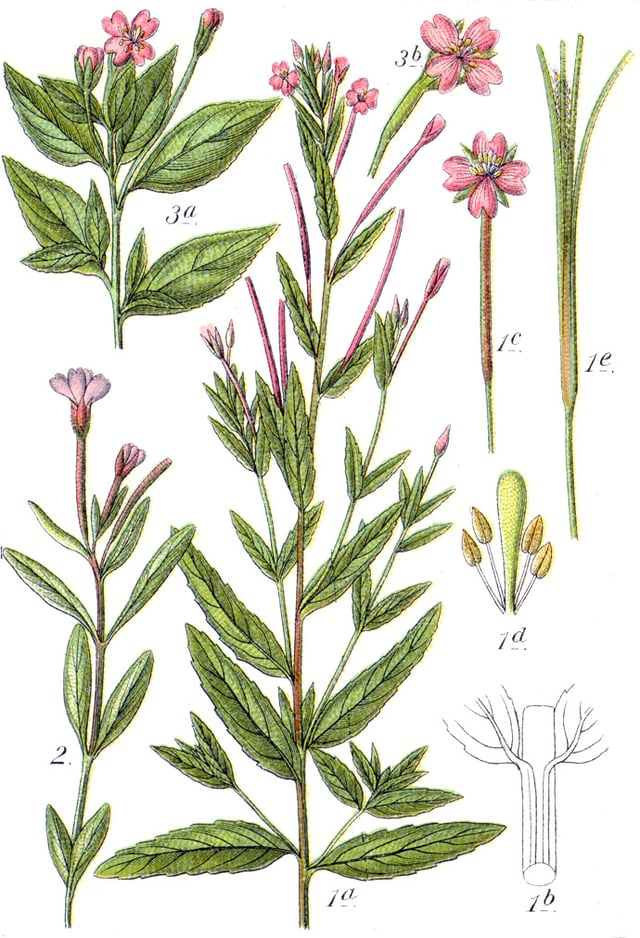 Top left: Epilobium alsinifolium (chickweed willowherb)Bottom left: Epilobium anagallidifolium (alpine willowherb)Center: Epilobium tetragonum (square-stemmed willowherb)