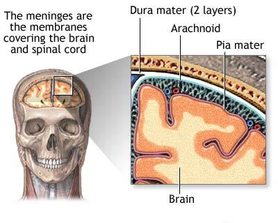 The meninges lie between the skull and brain matter. Tumors originating from the meninges are meningiomas.