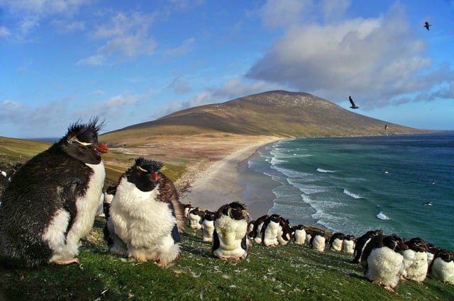 Colony of southern rockhopper penguins on Saunders Island