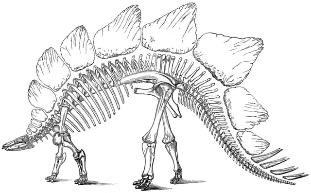 Marsh's 1896 illustration of the bones of Stegosaurus