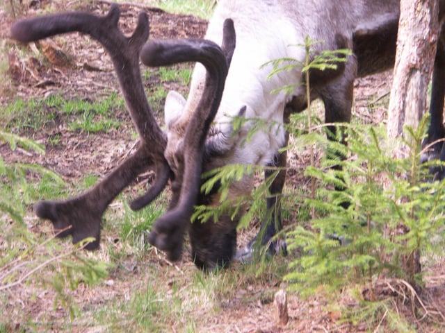 Swedish reindeer