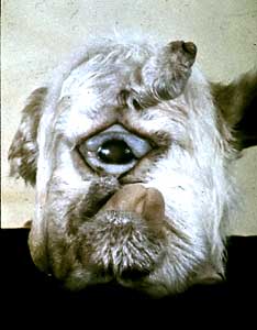 Head of a calf born to a cow that ate leaves of the corn lily plant. The cyclopia in the calf is induced by the alkaloid cyclopamine present in the plant.