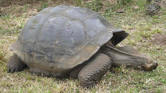 Saddle back Galapagos tortoise
