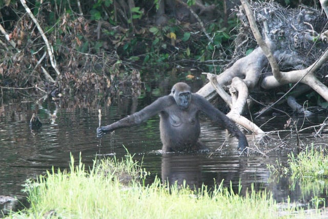 A western lowland gorilla using a stick possibly to gauge the depth of water