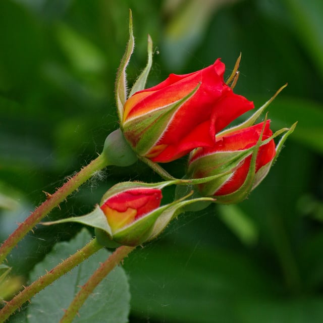 Exterior view of rose buds