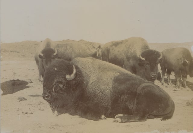 Last of the Canadian Buffaloes, 1902, photograph: Steele and Company