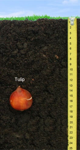 Tulip bulb planting depth 6 inches/15 cm.