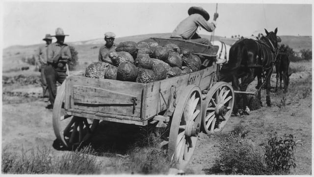 Wagon loaded with squash, Rosebud Indian Reservation, ca. 1936