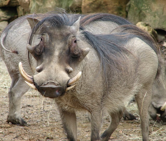 Pigs (such as this warthog) have a simple sack-shaped stomach.