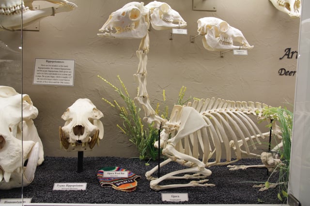 Alpaca skeleton, with alpaca and guanaco skull above. (Museum of Osteology)