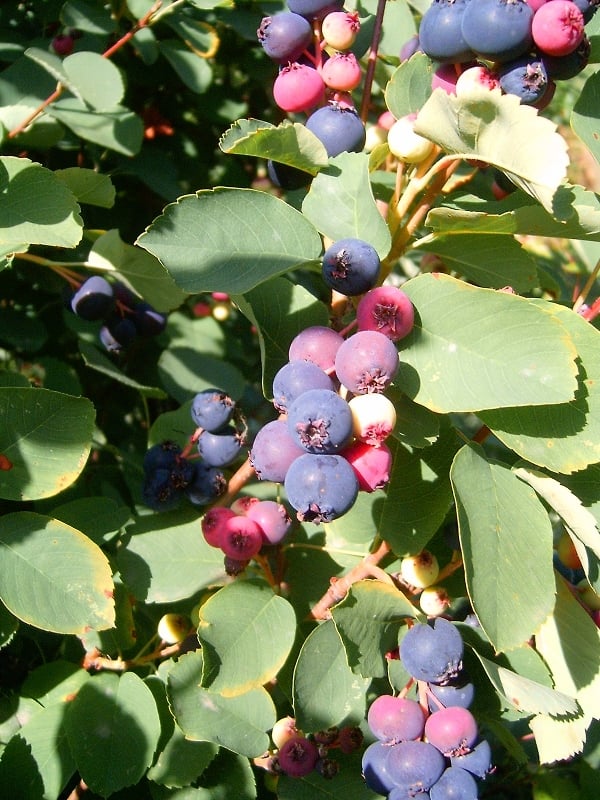 Serviceberries (Amelanchier ovalis)