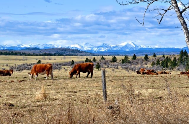 Cows in Rocky View. Nearly one-half of Canadian beef is produced in Alberta.