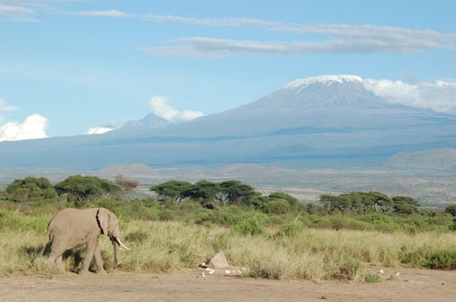 An elephant passing by the snow-capped Mt. Kilimanjaro