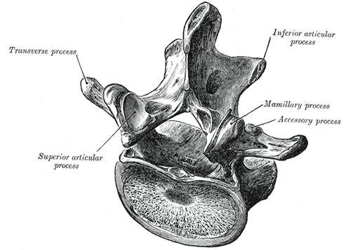 A typical lumbar vertebra