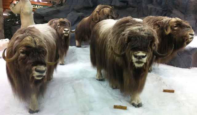 Musk oxen mounted and on display at store in Buda, Texas.
