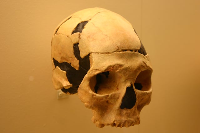Skull from the "Cave with Bones" (the oldest known remain of Homo sapiens in Europe).