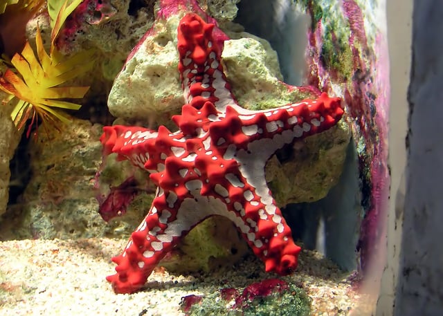 Red-knobbed starfish, a member of Valvatida