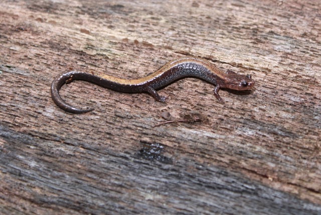 The red back salamander (Plethodon cinereus) defends a territory against intruders.