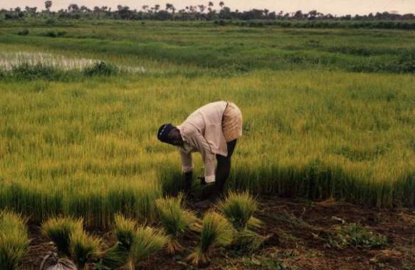 Rice farming in Rolako