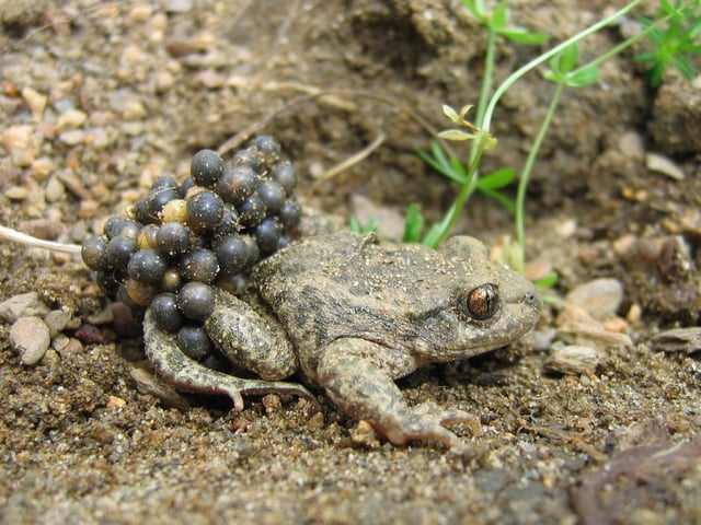 Male common midwife toad (Alytes obstetricans) carrying eggs