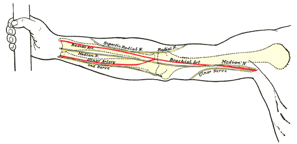 Main arteries of the arm.