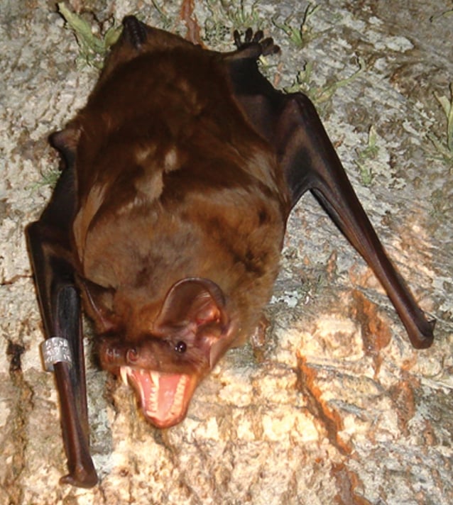 The greater noctule bat (Nyctalus lasiopterus) uses its large teeth to catch birds.